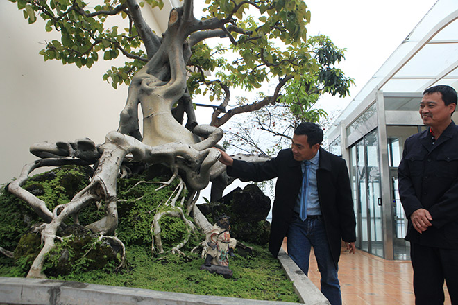 Cây bồ đề có bộ rễ ảo diệu, có tiền thiếu duyên cũng không mua được